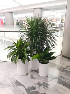 惊！慈溪绿植租赁服务好到爆的秘诀！